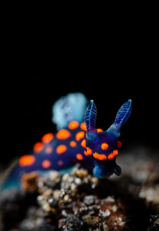 Erik Lucas nudibranch Indonesia
