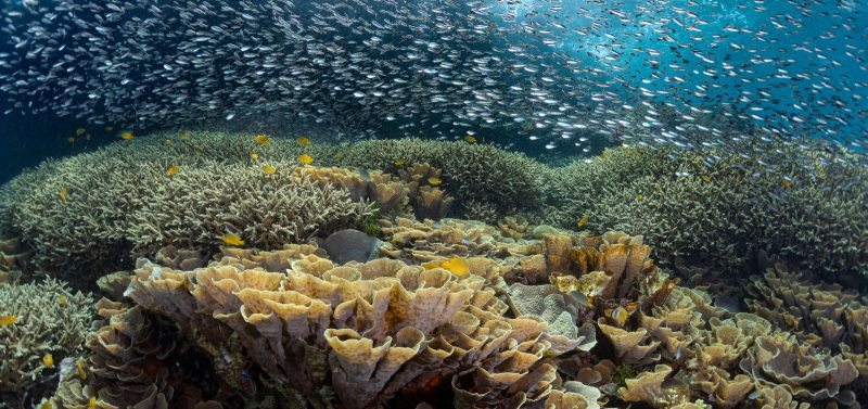 Erik Lucas reef