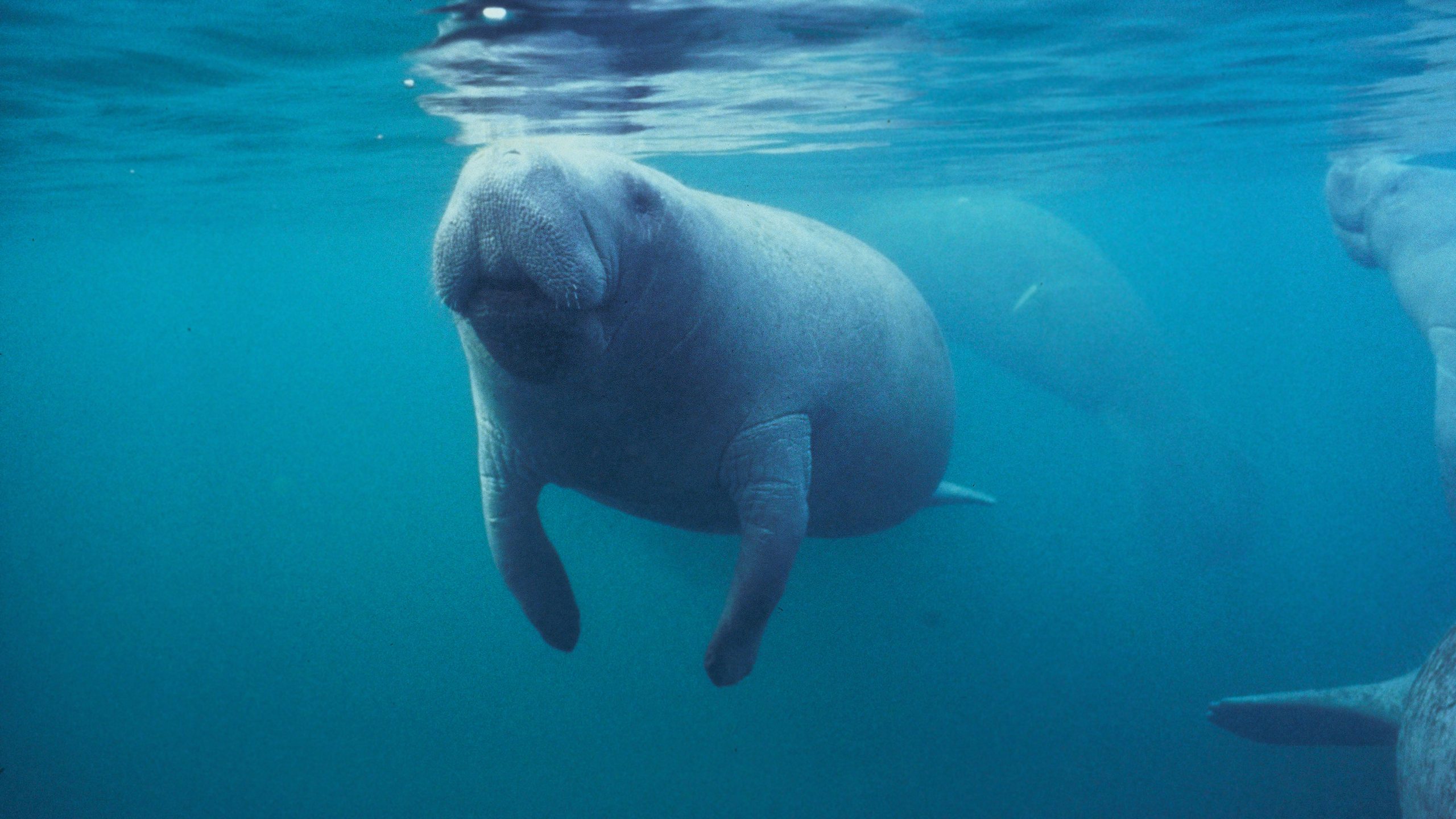 Florida manatees
