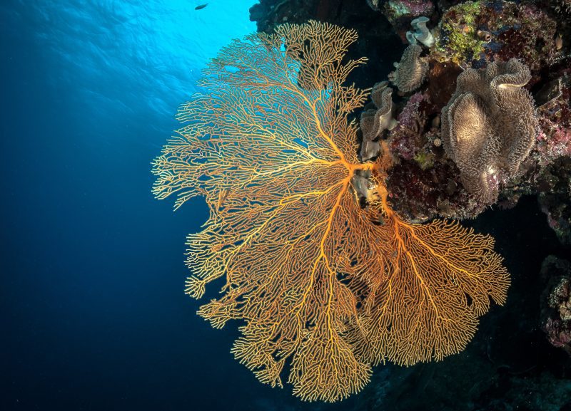 osprey reef coral sea