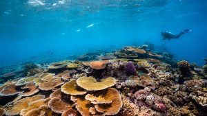 agincourt reef