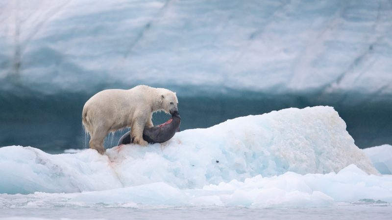 Richard Sidey Galexiid polar bear
