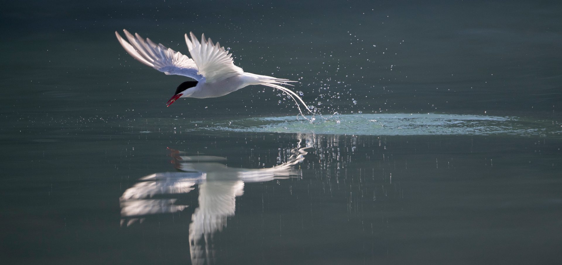 Richard Sidey Galexiid Arcti Tern