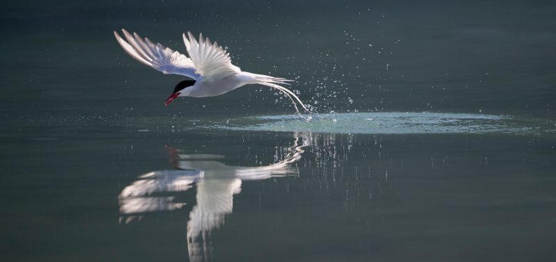 Richard Sidey Galexiid Arcti Tern
