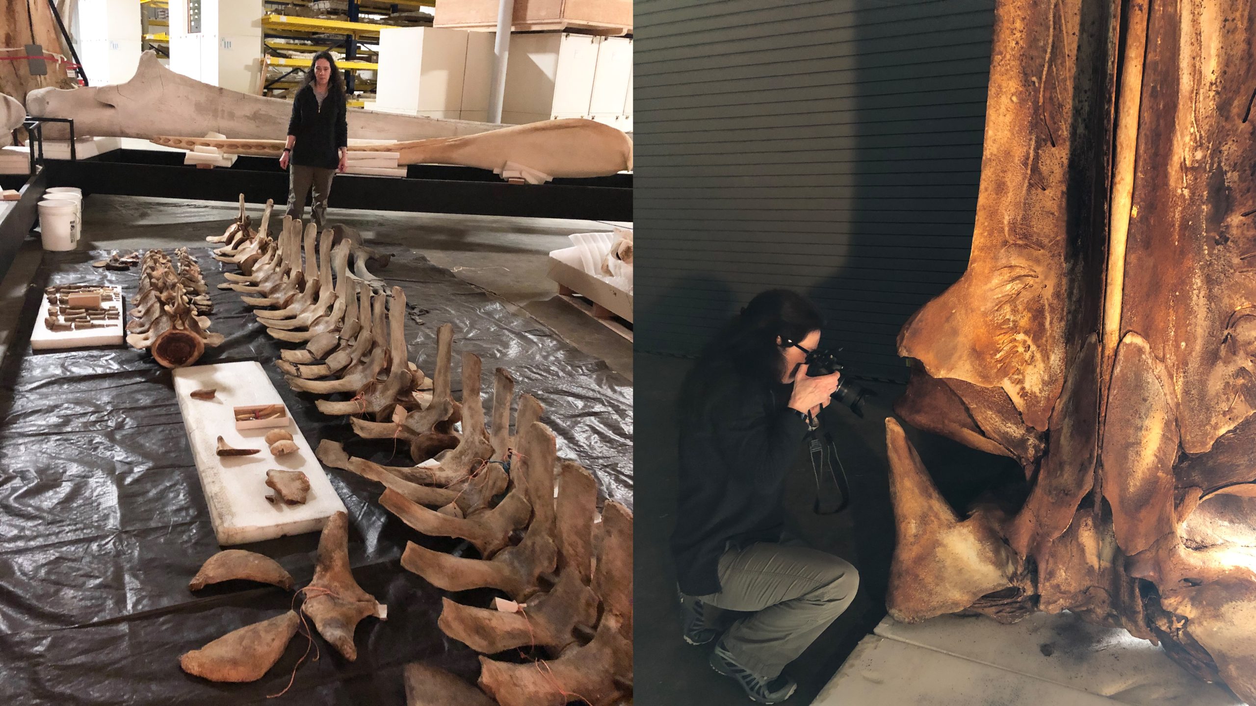 Rice’s whale discovery gulf of mexico Dr Rosel