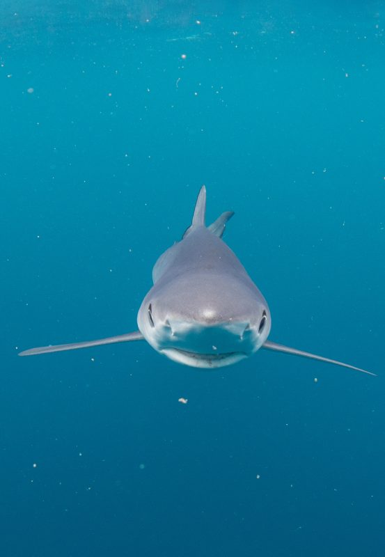 Celtic Deep Pembrokeshire shark