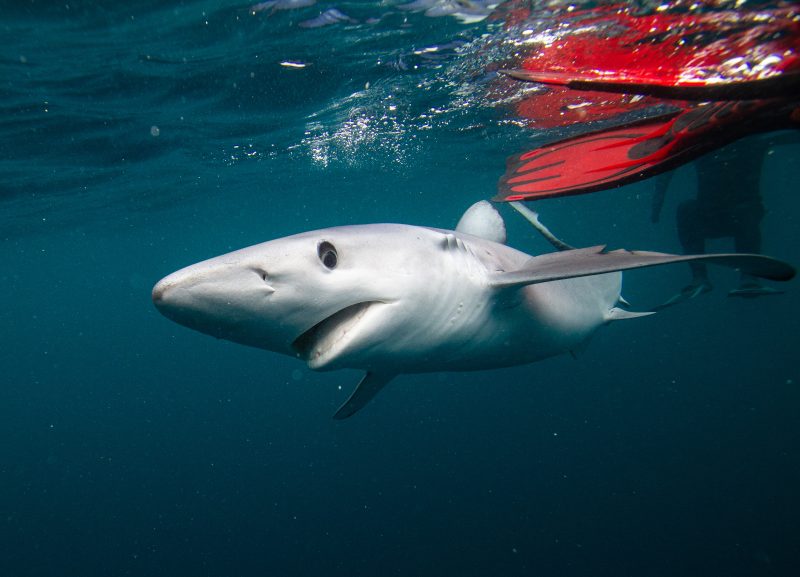 Celtic Deep Pembrokeshire marine megafauna