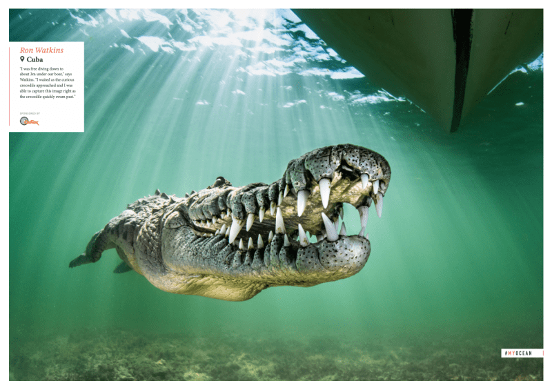 American crocodile, Cuba, Oceanographic Magazine, Issue 17