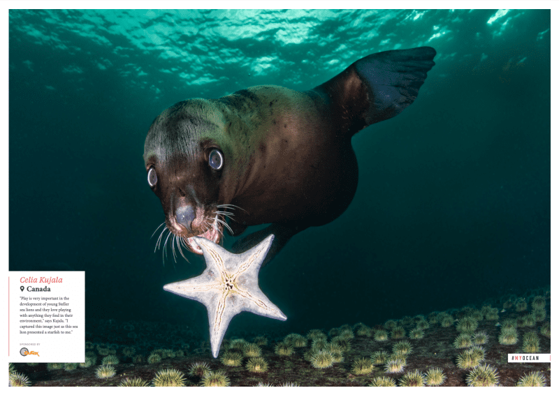 Sea lion, Canada, Oceanographic Magazine, Issue 17, wolf mother