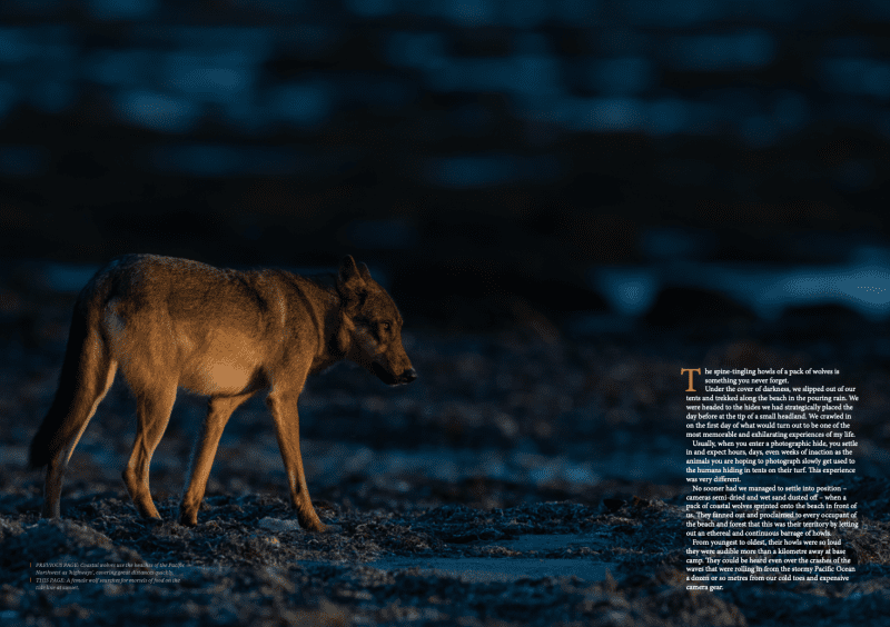 Oceanographic Magazine, Issue 17, Wolf mother