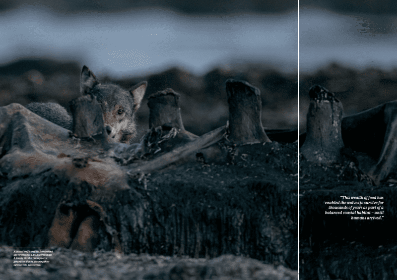 Oceanographic Magazine, Issue 17, Wolf mother