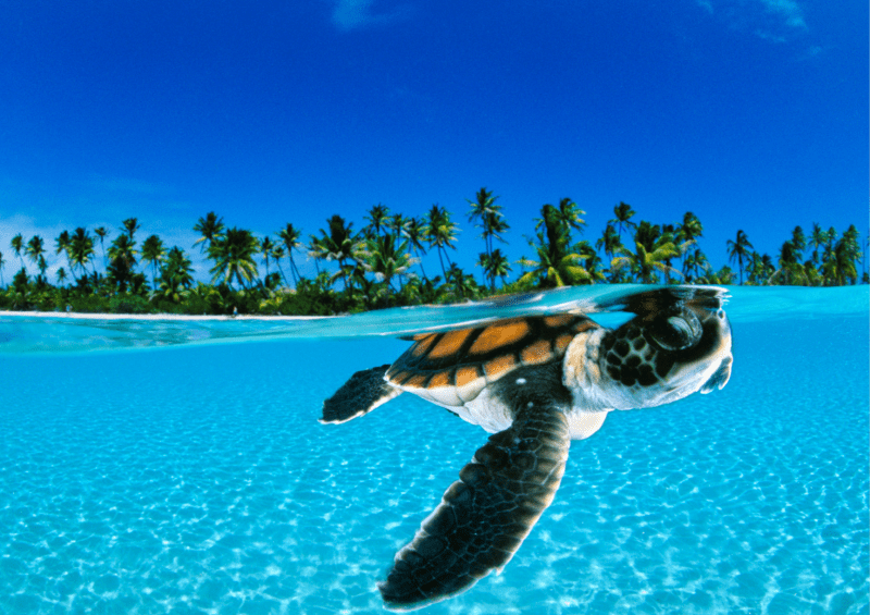 Turtle hatchling, Bahamas, David Doubilet, Behind the lens, Oceanographic Magazine, Issue 17