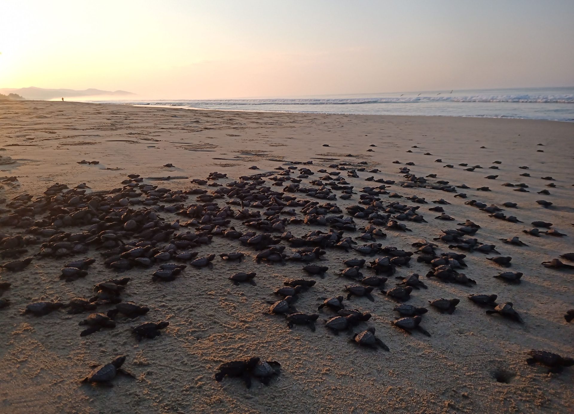 turtle hatchlings