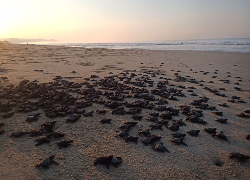 turtle hatchlings