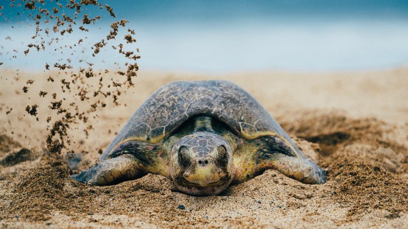 turtle nesting covid-19