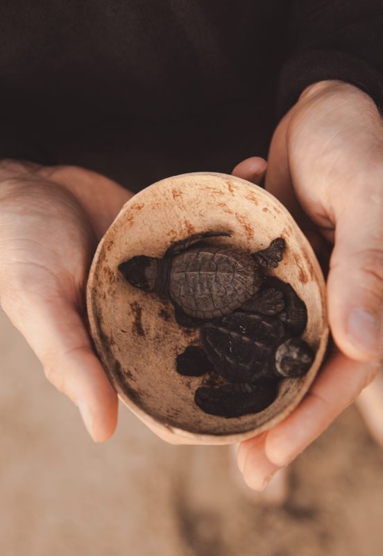 turtle conservation covid-19 programme