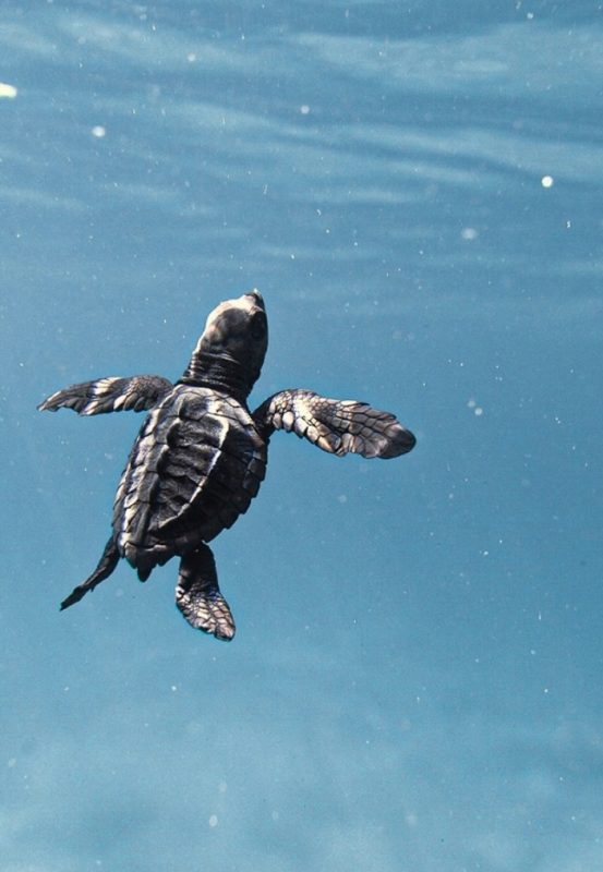 turtle ocean
