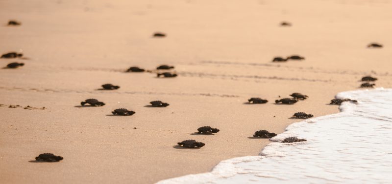 turtle conservation covid-19