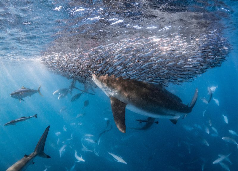 whaleshark