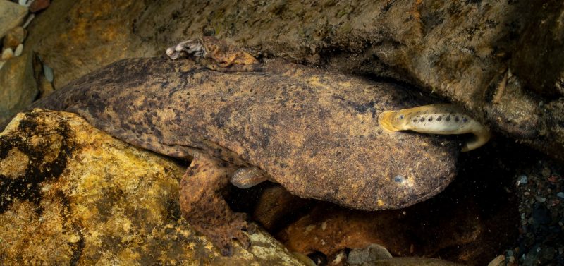 freshwater hellbender
