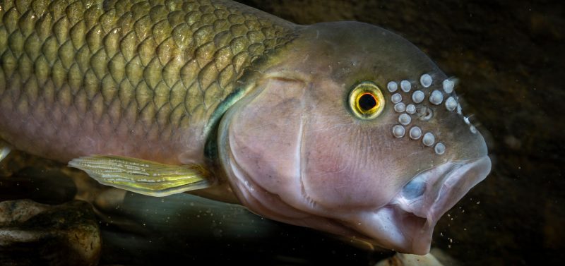 River Chub freshwater