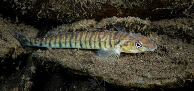 River fish