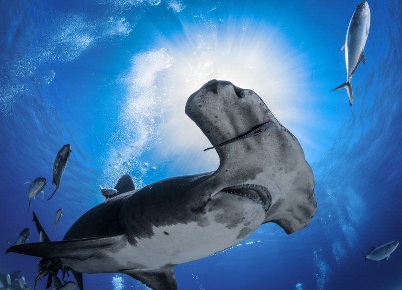 hammerhead shark