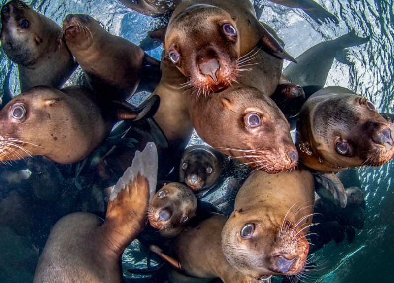 Celia Kujala seal peace pinnipeds