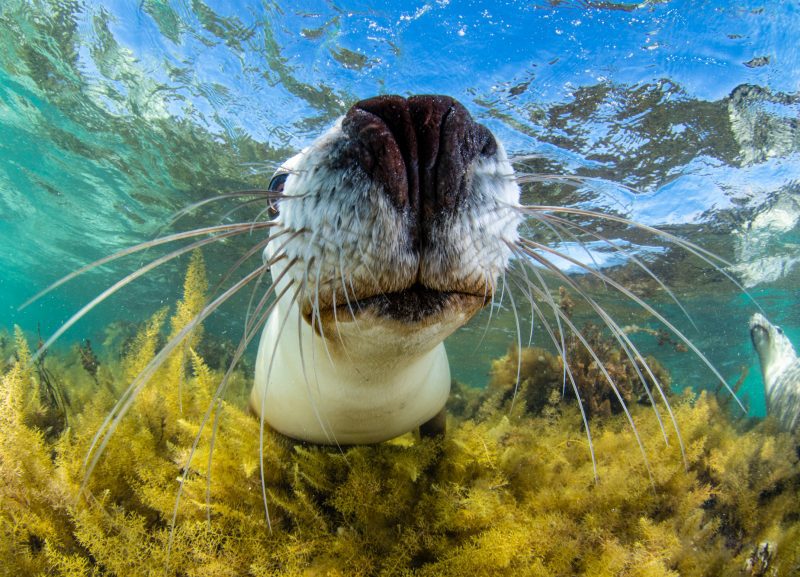 Celia Kujala seal peace pinnipeds