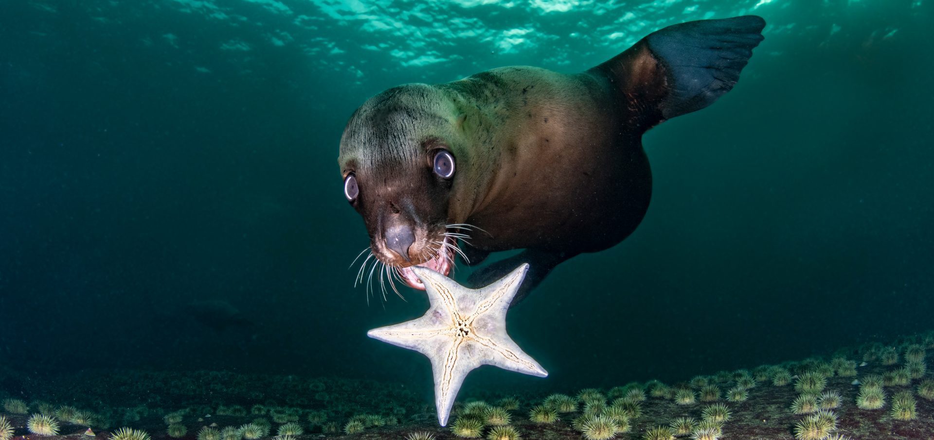Celia Kujala starfish pinnipeds