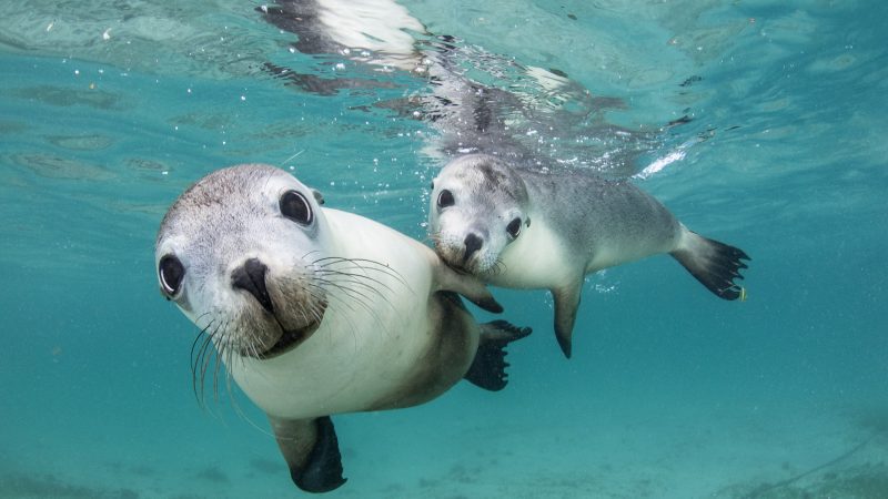 Celia Kujala seal peace pinnipeds