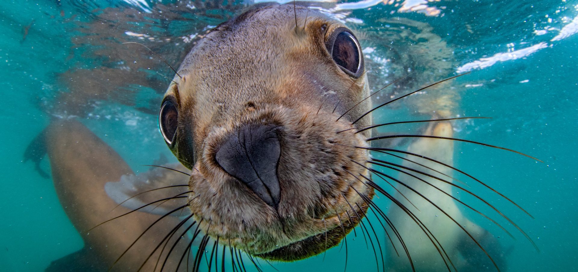Celia Kujala seal peace pinnipeds