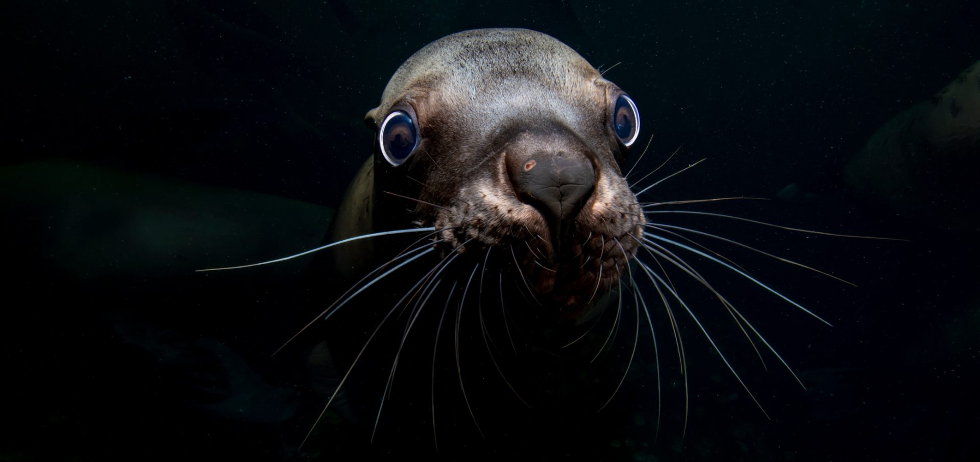 Celia Kujala seal peace pinnipeds
