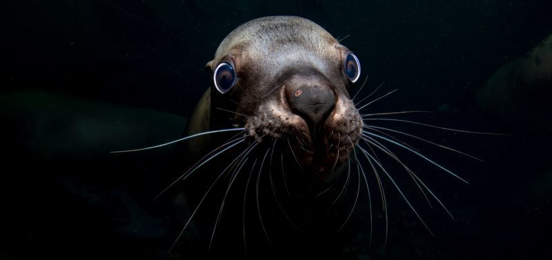 Celia Kujala seal peace pinnipeds