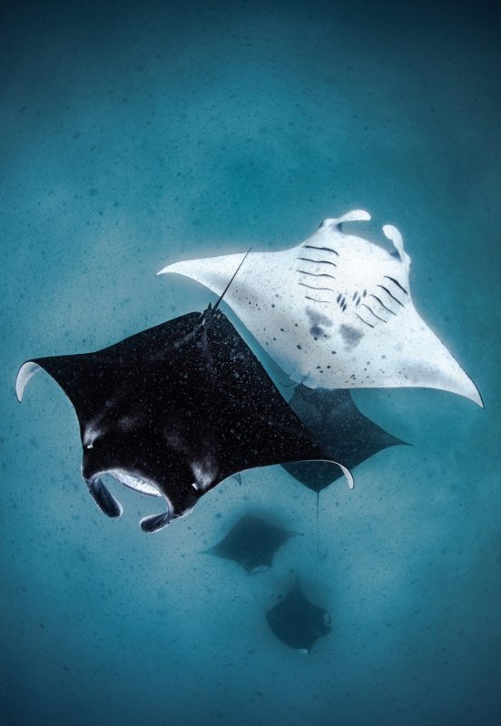 Mantas