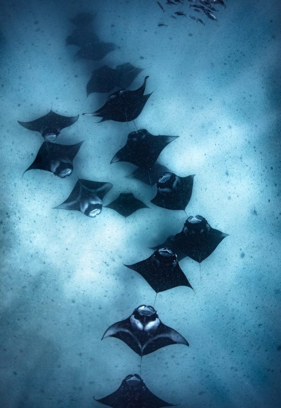 Todd Thimios Manta Ray