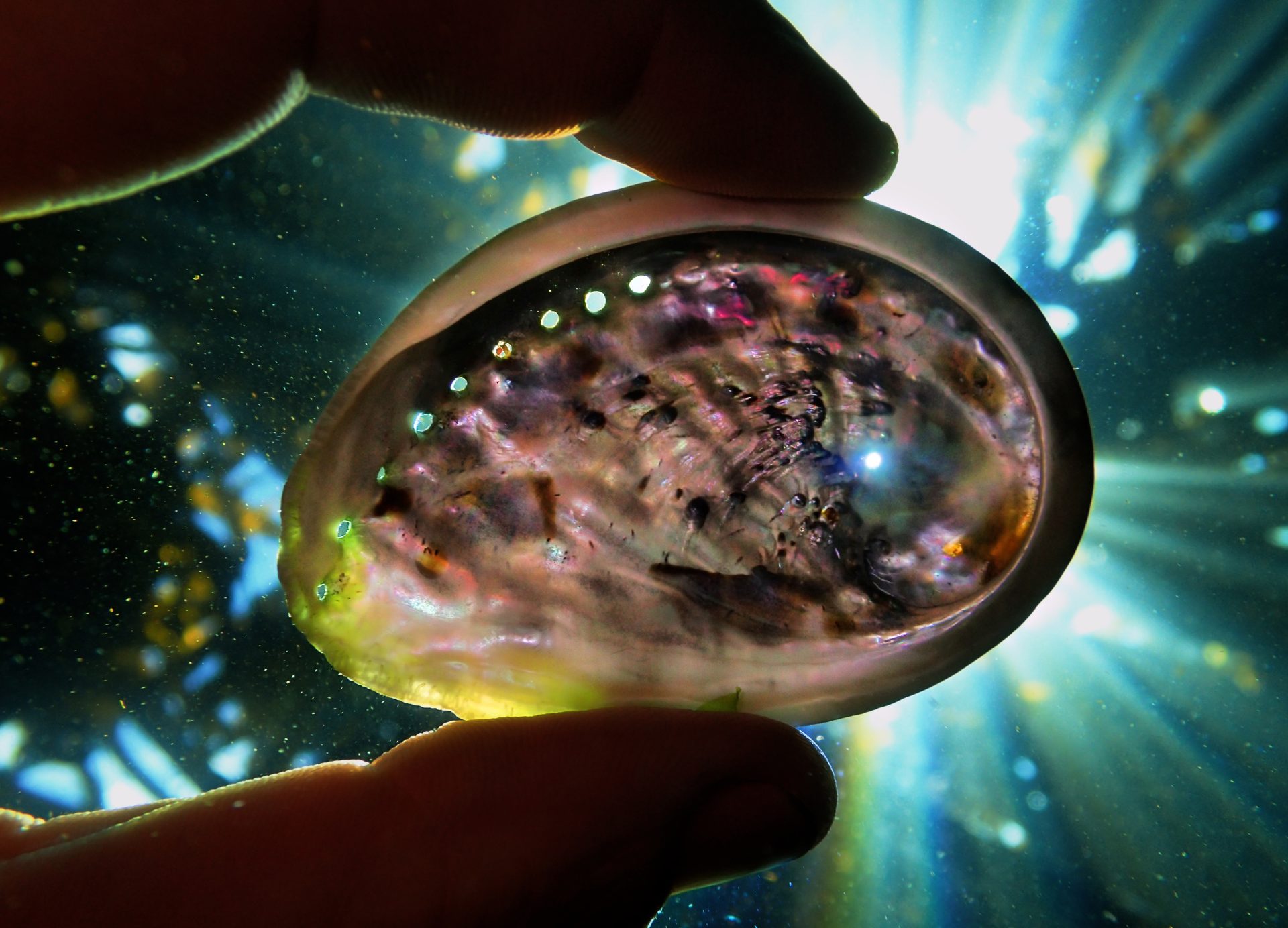 shell
