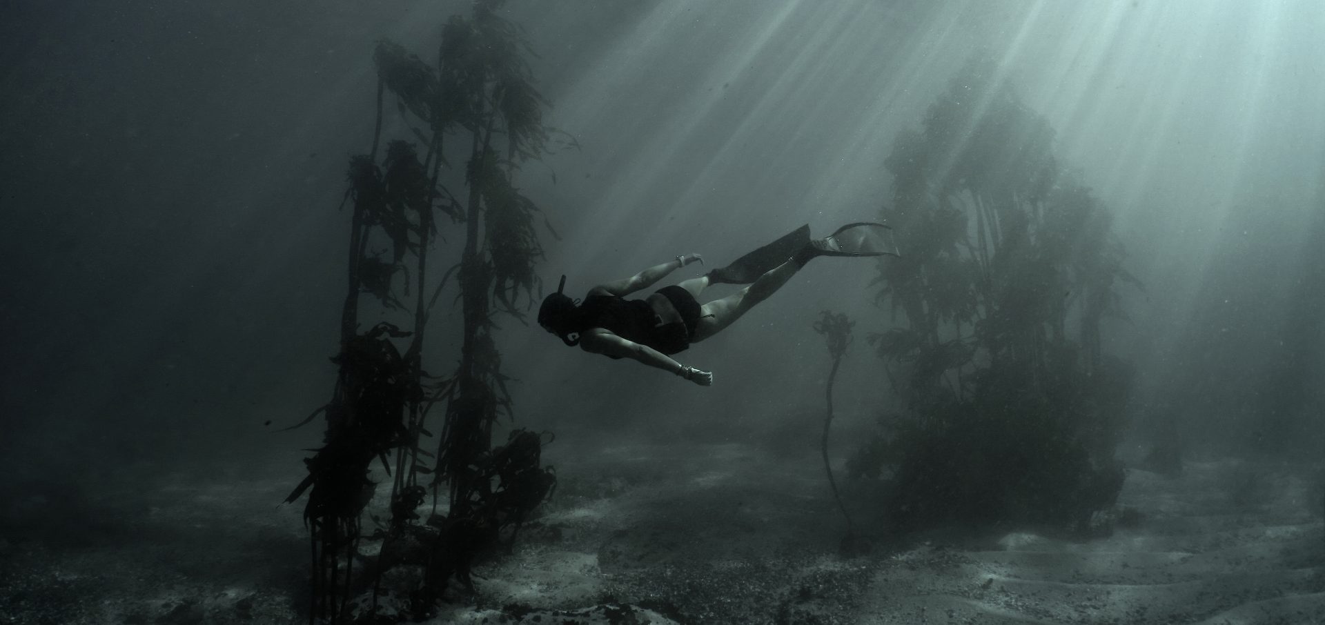 freediving octopus