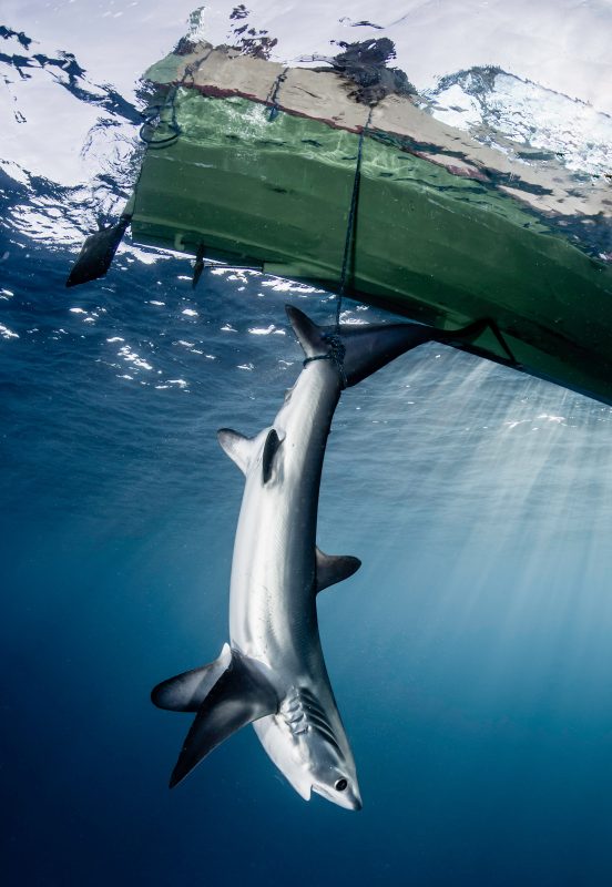 fishing thresher sharks