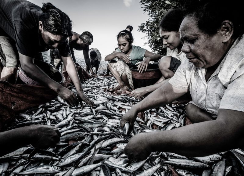 thresher shark indonesia alor children