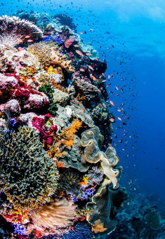 coral reef indonesia alor