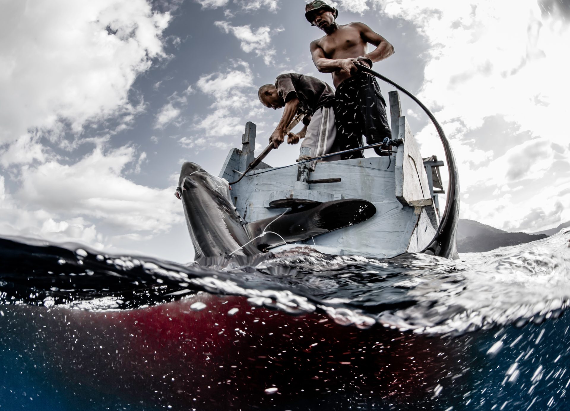 thresher sharks indonesia alor