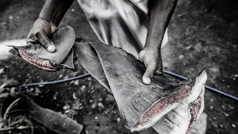 shark finning