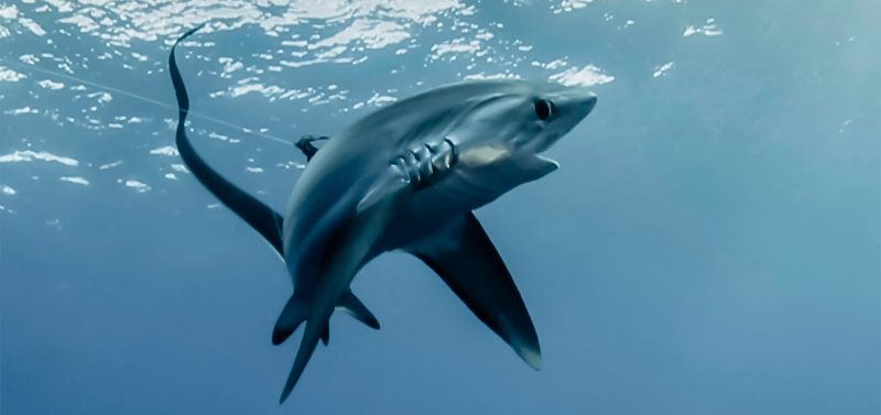 thresher shark