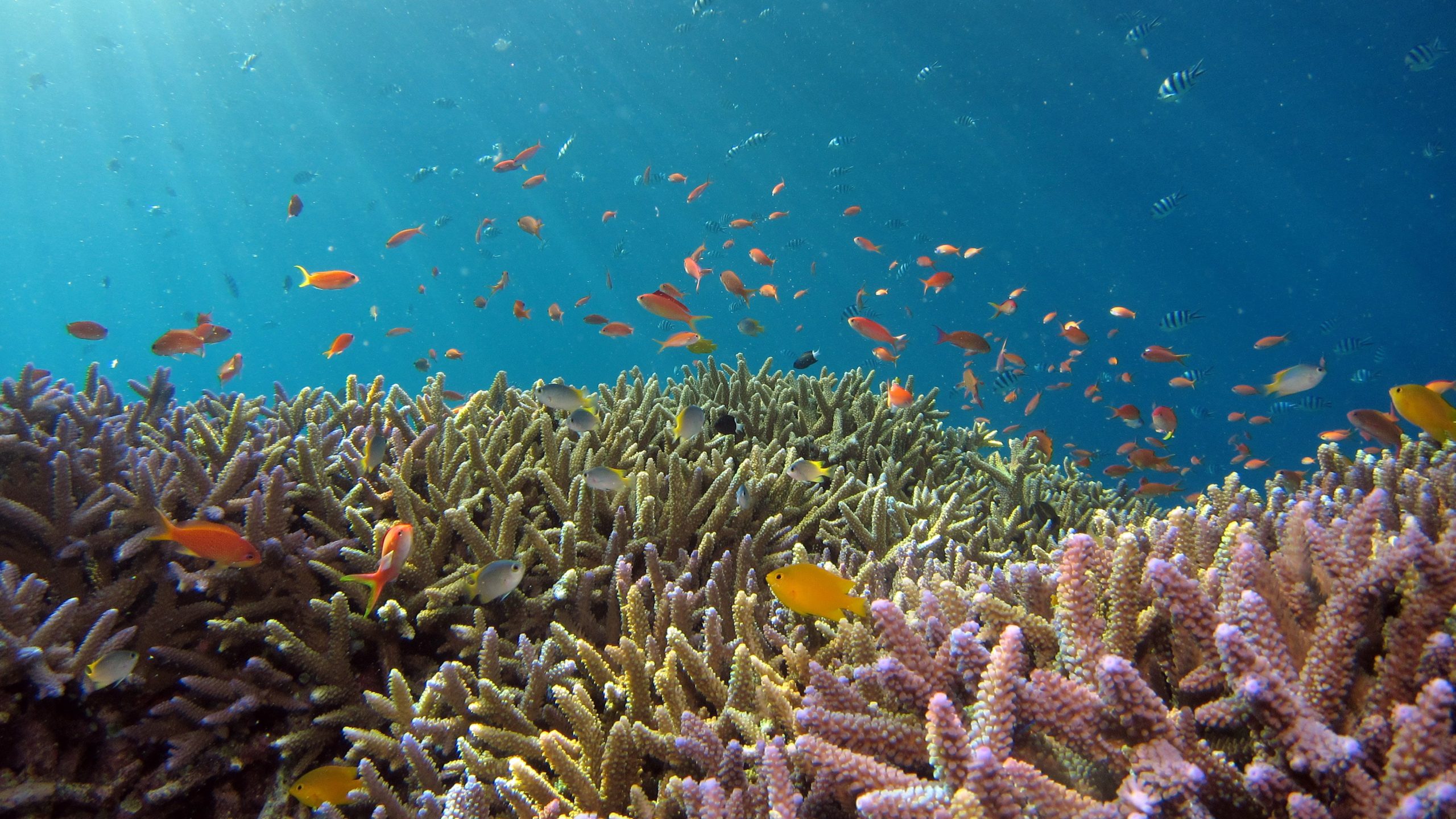 coral reef NeMO-Net