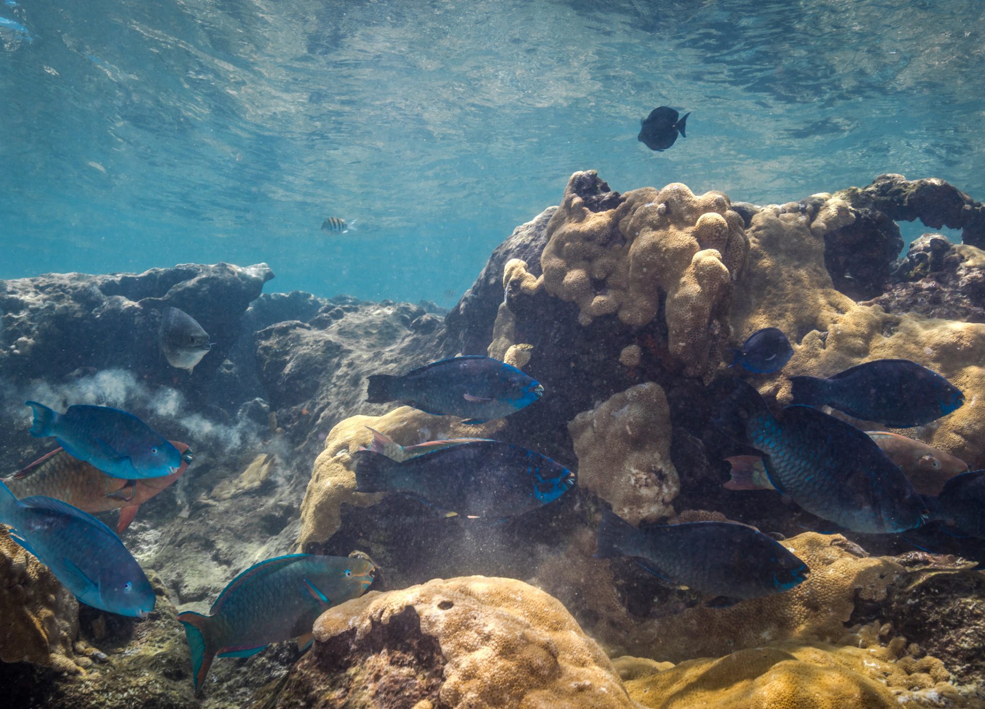 parrotfish reef coral symbionts