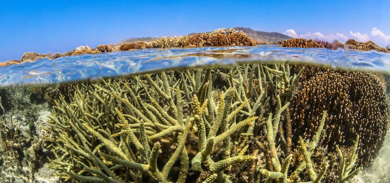 coral bleaching