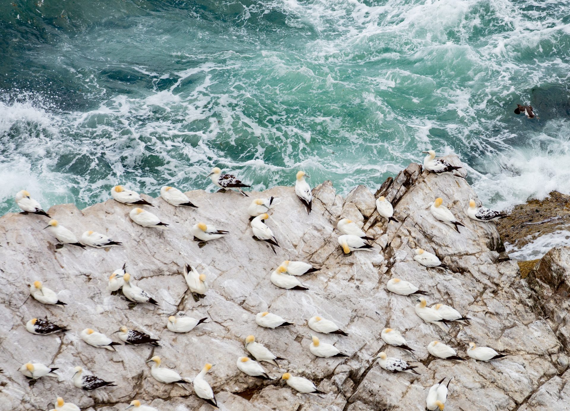 troup head gannet colony