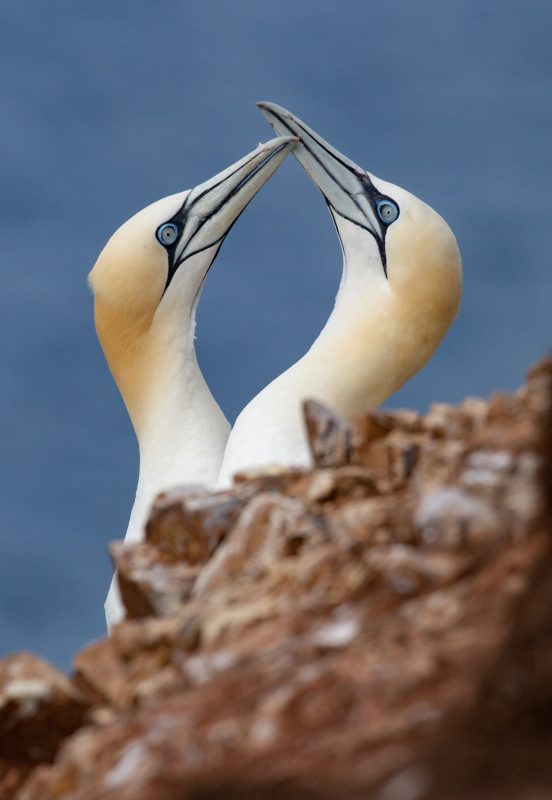 seabird colony