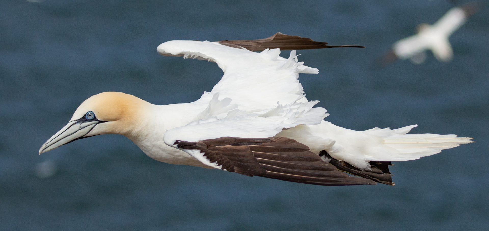 gannets